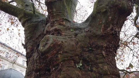 Old plane tree. Trunk Platanus Stock Footage 231411451
