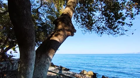 Old Plane Tree Trunk on Sunny Shore with Sparkling Blue Sea View Stock Footage 330508461