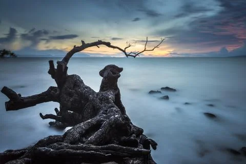 Old plant Stock-Fotos