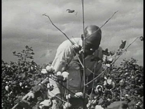 Old plantations survived on cheap slave labour, and the land owner enjoyed a Stock Footage 75280922