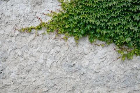 Old plaster with ivy Stock Photos