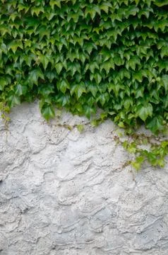 Old plaster with ivy Foto stock