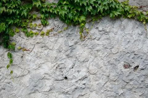 Old plaster with ivy Stock Photos