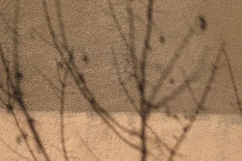 Old plaster wall with tree shadow Foto stock