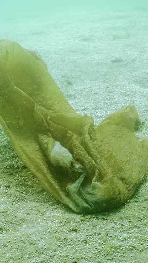 Old plastic bag on seabed covered by big colony of unicellular algae which Stock Footage 324255247