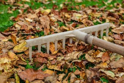 Old plastic rake on the leaves. Foto stock