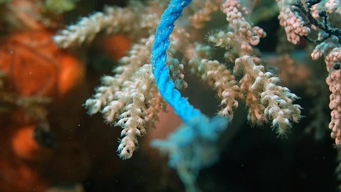Old plastic ropes got caught in a coral reef, Indonesia 動画素材 99597698