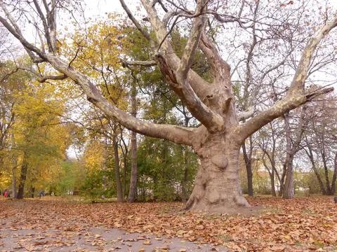 Old platanus Stock Photos