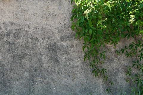 Old platsred wall surface behing leaves Stock Photos