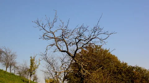 An old plum tree without leaves in orchard with forest in background Video stock 141225274