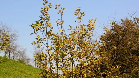 An old plum tree without leaves in orchard Видео 141225284