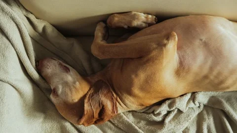 An old pointer dog with a gray muzzle sleeps on a beige sofa in a warm apartment Stock Footage 233431472