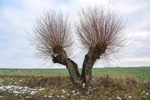 Old pollard willow tree broken into two halves, both sides still continue ... Stock Photos