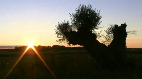 Old Pollard Willow Tree in the Sunset - Northern Germany Stock-Footage 12620812