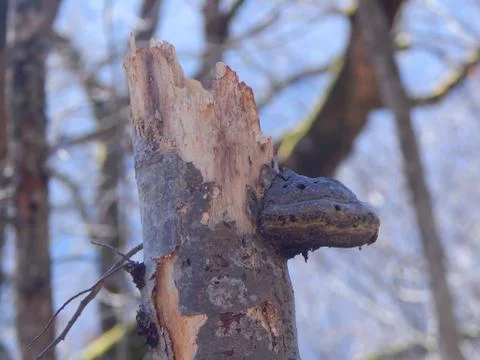 Old polypore Fotos de archivo