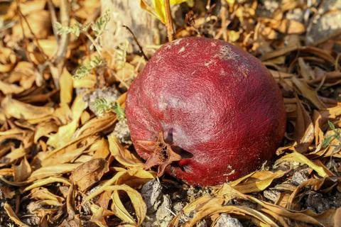 Old pomegranate Stock-Fotos