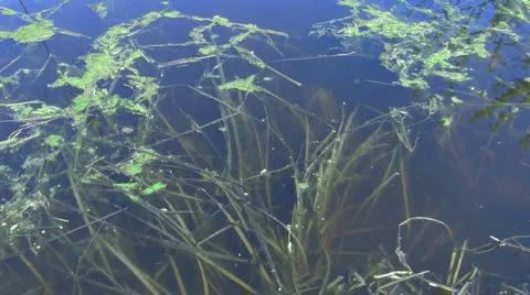 Old pond Stock-Footage 5164966