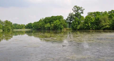 Old pond Stock Photos