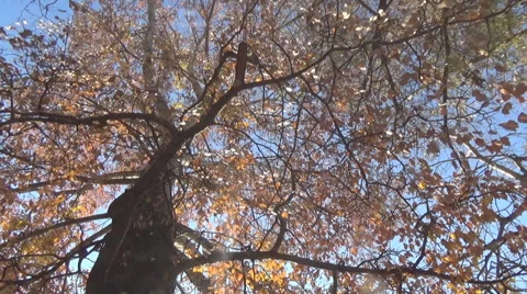 Old poplar leaf, leaves fall, river, nature, tree tops, Ukraine. Stock-Footage 56770382
