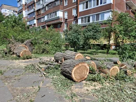 Old poplar trees cut down in a residential area of city Photos