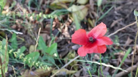 Old poppy swaying in the wind Stock Footage 133740027