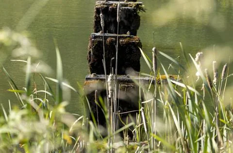 Old Posts in a Pond 库存照片