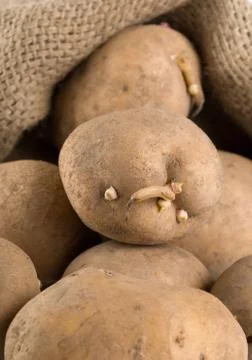Old potatoes in a bag Stock Photos