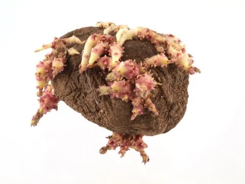 Old potatoes that have started sprouting . Stock Photos