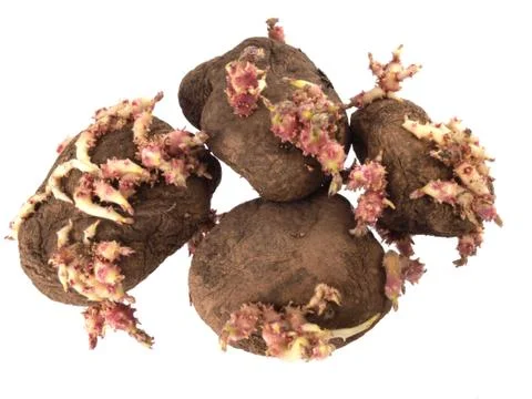 Old potatoes that have started sprouting . Stock Photos