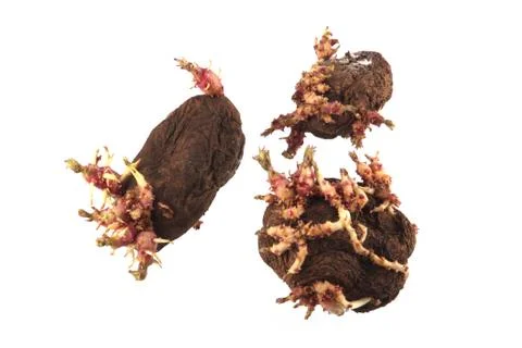 Old potatoes that have started sprouting . Stock Photos