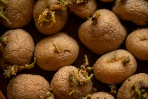 Old Potatoes Stock Photos