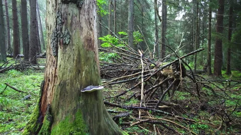Old protected coniferous forest landscape. An old, thick, broken tree trunk. Stock Footage 261365014