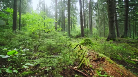 An old protected coniferous forest landscape with fallen trees. Stock Footage 261365230