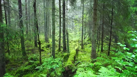 An old protected coniferous forest landscape. Forest in the early morning, Stock Footage 262077442