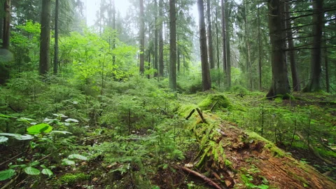 An old protected coniferous forest landscape. Forest in the early morning. Stock Footage 263253654