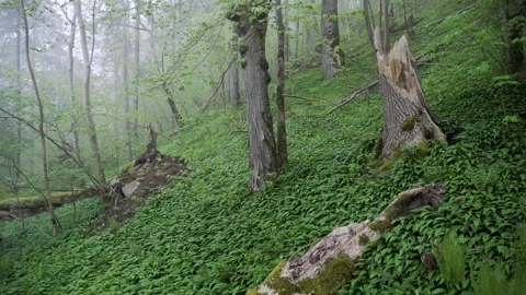 Old protected deciduous forest with fallen trees and Rumson, Allium ursinum. Stock Footage 262078217