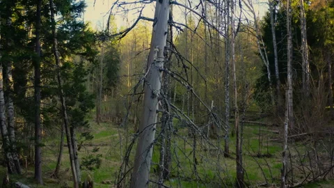 Old protected forest landscape. Dead tree in an old forest. Stock Footage 325843821