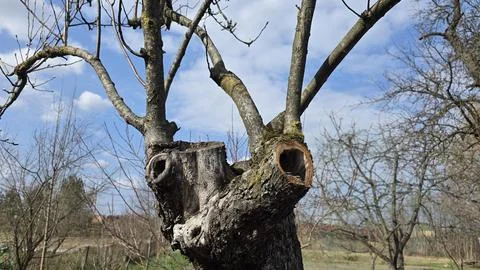 Old pruned fruit tree in spring orchard under blue sky, close-up of aged trun Stock Photos