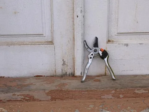 Old pruning shears leaning against cracked white doors, worn metal and paint  Photos