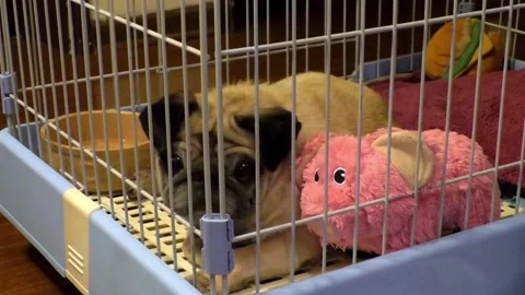 Old pug in a cage Stock Footage 137105031