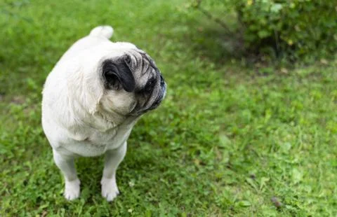 An old pug looking to the side in a green meadow. Good quality photos Stock Photos