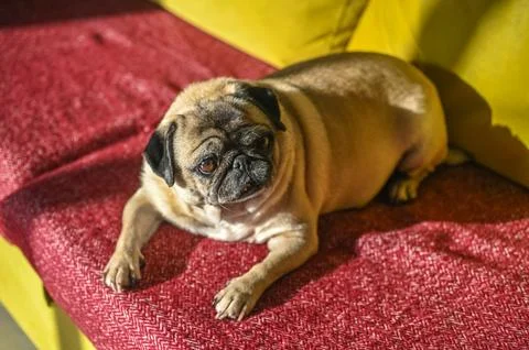 Old pug lying on the sofa 1 Stock Photos