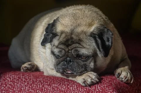 Old pug lying on the sofa, a ray of sunshine 2 Stock-Fotos