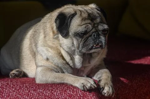 Old pug lying on the sofa, a ray of sunshine 9 Stock Photos