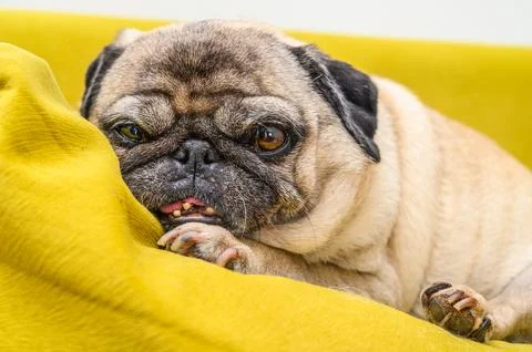 Old pug lying on the sofa, a ray of sunshine Stock Photos