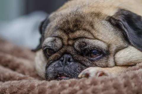 Old pug resting on the sofa Stock Photos