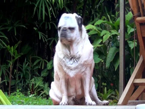 Old Pug View 2 Clips Stock Footage 98513595