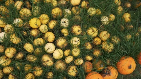 Old Pumpkins On The Ground Stock Footage 97869856