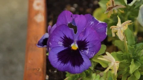 Old purple flower close up Stock Footage