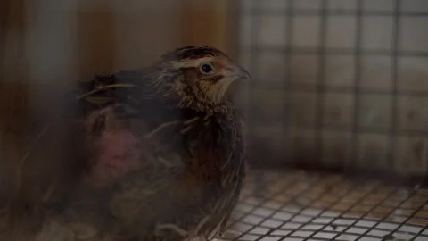 Old quail in a cage close-up in the dark Stock Footage 310765759